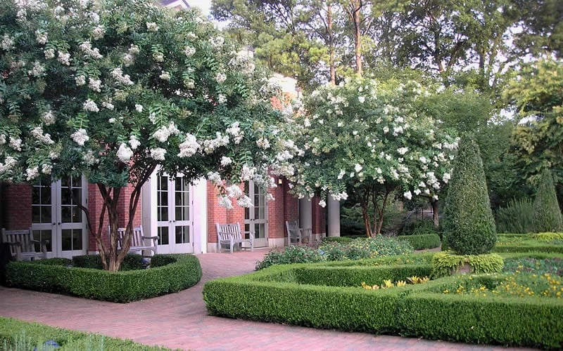 Natchez White Crape Myrtle - 1 Gallon Pot 7 Natchez White Crape Myrtle - 1 Gallon Pot - Image 7