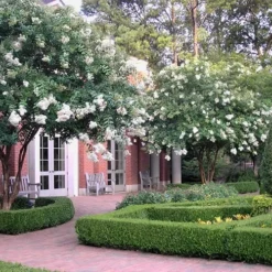 Natchez White Crape Myrtle - 6 Pack Of 1 Gallon Pots 13 Natchez White Crape Myrtle - 6 Pack Of 1 Gallon Pots -Green Garden Outdoor Shop Crape Myrtle Natchez 13 5