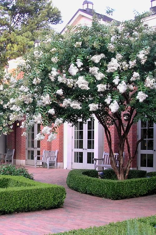Natchez White Crape Myrtle - 1 Gallon Pot 5 Natchez White Crape Myrtle - 1 Gallon Pot - Image 5