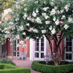 Natchez White Crape Myrtle - 6 Pack Of 1 Gallon Pots 11 Natchez White Crape Myrtle - 6 Pack Of 1 Gallon Pots -Green Garden Outdoor Shop Crape Myrtle Natchez 14 5