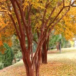Natchez White Crape Myrtle - 1 Gallon Pot 10 Natchez White Crape Myrtle - 1 Gallon Pot -Green Garden Outdoor Shop Crape Myrtle Natchez 17 2
