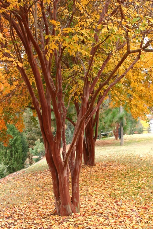 Natchez White Crape Myrtle - 1 Gallon Pot 4 Natchez White Crape Myrtle - 1 Gallon Pot - Image 4