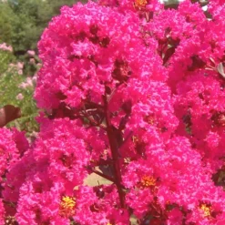 Pink Velour Crape Myrtle Tree - 3 Gallon Pot 9 Pink Velour Crape Myrtle Tree - 3 Gallon Pot -Green Garden Outdoor Shop Crape Myrtle Pink Velour 12