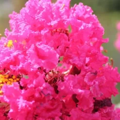 Pink Velour Crape Myrtle Tree - 3 Gallon Pot 8 Pink Velour Crape Myrtle Tree - 3 Gallon Pot -Green Garden Outdoor Shop Crape Myrtle Pink Velour 14