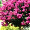 Pink Velour Crape Myrtle Tree - 3 Gallon Pot