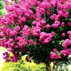 Pink Velour Crape Myrtle Tree - 3 Gallon Pot