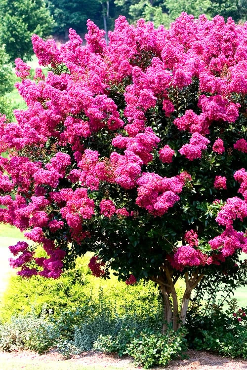 Pink Velour Crape Myrtle Tree - 3 Gallon Pot 1 Pink Velour Crape Myrtle Tree - 3 Gallon Pot