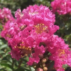 Pocomoke Dwarf Crape Myrtle - 1 Gallon Pot