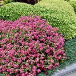 Pocomoke Dwarf Crape Myrtle - 1 Gallon Pot -Green Garden Outdoor Shop Crape Myrtle Pocomoke 27