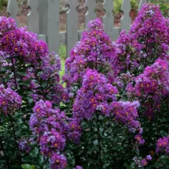 Purple Magic Crape Myrtle Tree (Multi Trunk) - 7 Gallon Pot 11 Purple Magic Crape Myrtle Tree (Multi Trunk) - 7 Gallon Pot -Green Garden Outdoor Shop Crape Myrtle Purple Magic 13