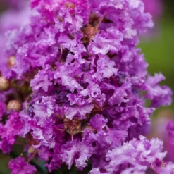 Purple Magic Crape Myrtle Tree (Single Trunk) - 7 Gallon Pot (6-7') 8 Purple Magic Crape Myrtle Tree (Single Trunk) - 7 Gallon Pot (6-7') -Green Garden Outdoor Shop Crape Myrtle Purple Magic 20 500x750 1