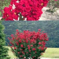Red Rocket Crape Myrtle - 3 Gallon Pot -Green Garden Outdoor Shop Crape Myrtle Red Rocket 500x750 1