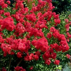 Red Rocket Crape Myrtle - 3 Gallon Pot (Single Trunk Tree) -Green Garden Outdoor Shop Crape Myrtle Red Rocket 7 1