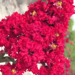 Red Rocket Crape Myrtle - 3 Gallon Pot (Single Trunk Tree)