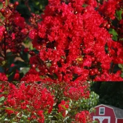 Red Rooster Crape Myrtle - 7 Gallon Pot -Green Garden Outdoor Shop Crape Myrtle Red Rooster 2 500 x750 2