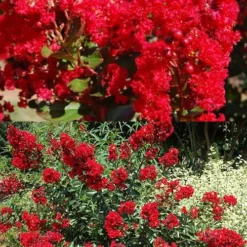 Red Rooster Crape Myrtle - 3 Gallon Pot -Green Garden Outdoor Shop Crape Myrtle Red Rooster 5 x750