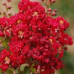 Red Rooster Crape Myrtle Tree (Single Trunk) - 3 Gallon Pot -Green Garden Outdoor Shop Crape Myrtle Red Rooster 6