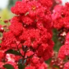 Ruffled Red Magic Crape Myrtle - 3 Gallon Pot