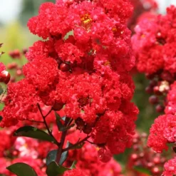 Ruffled Red Magic Crape Myrtle (Multi Trunk) - 7 Gallon Pot