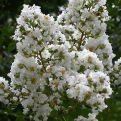Sarah's Favorite Crape Myrtle - 7 Gallon Pot (5-6')