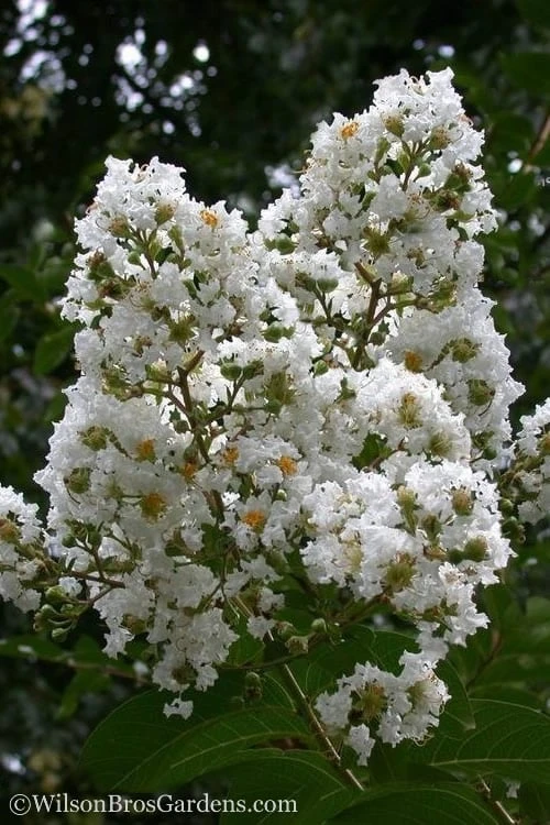 Sarah's Favorite Crape Myrtle - 7 Gallon Pot (5-6') 1 Sarah's Favorite Crape Myrtle - 7 Gallon Pot (5-6')