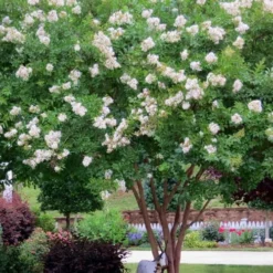 Sarah's Favorite Crape Myrtle - 7 Gallon Pot (5-6') 7 Sarah's Favorite Crape Myrtle - 7 Gallon Pot (5-6') -Green Garden Outdoor Shop Crape Myrtle Sarahs Favorite 8