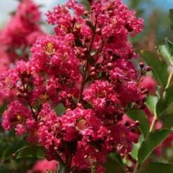 Tonto Red Crape Myrtle - 7 Gallon Pot (4-5') -Green Garden Outdoor Shop Crape Myrtle Tonto 10 1