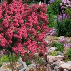 Tonto Red Crape Myrtle - 1 Gallon Pot -Green Garden Outdoor Shop Crape Myrtle Tonto 13 3