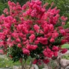 Tonto Red Crape Myrtle - 7 Gallon Pot (4-5')