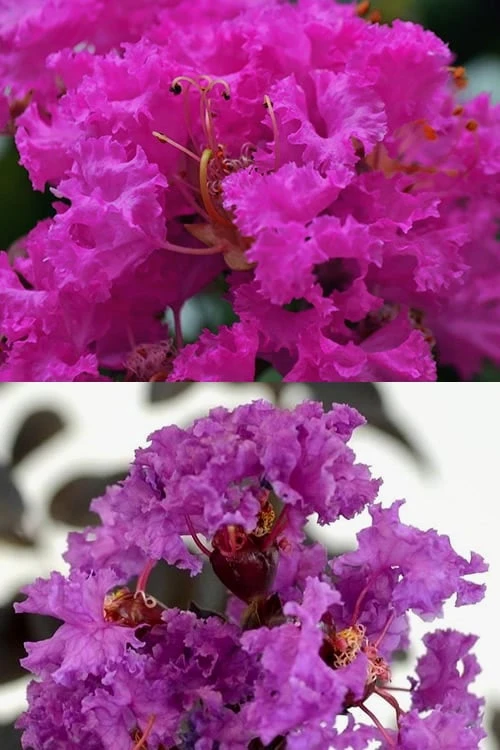Twilight Purple Crape Myrtle - 3 Gallon Pot 6 Twilight Purple Crape Myrtle - 3 Gallon Pot - Image 6