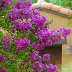 Zuni Purple Crape Myrtle - 6 Pack 1 Gallon Pots 9 Zuni Purple Crape Myrtle - 6 Pack 1 Gallon Pots -Green Garden Outdoor Shop Crape Myrtle Zuni 2 1
