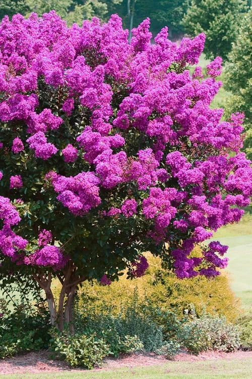 Zuni Purple Crape Myrtle - 6 Pack 1 Gallon Pots 4 Zuni Purple Crape Myrtle - 6 Pack 1 Gallon Pots - Image 4