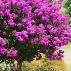 Zuni Purple Crape Myrtle - 1 Gallon Pot -Green Garden Outdoor Shop Crape Myrtle Zuni 4