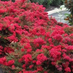 Cherry Dazzle Dwarf Crape Myrtle - 3 Gallon Pot -Green Garden Outdoor Shop Crape20Myrtle Cherry Dazzle 500x750 2