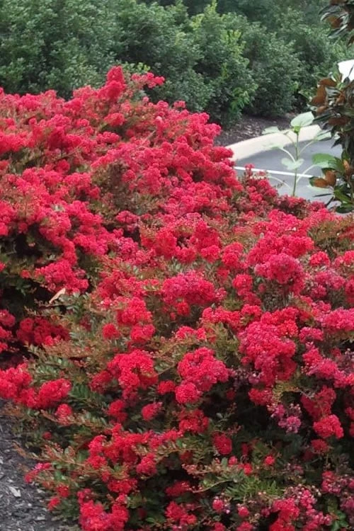 Cherry Dazzle Dwarf Crape Myrtle - 2 Gallon Pot 1 Cherry Dazzle Dwarf Crape Myrtle - 2 Gallon Pot