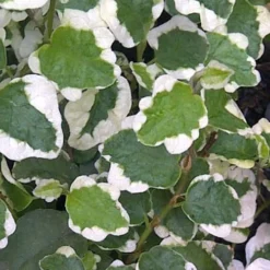 Variegated Creeping Fig (Ficus Pumila 'Variegata') - 10 Pack Of 4" Pint Pots -Green Garden Outdoor Shop Creeping Fig Variegated Ficus Pumila Rev 500x750 1