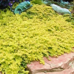 Golden Creeping Jenny - Lysimachia Nummularia Aurea - 10 Pack Of Pint Pots 11 Golden Creeping Jenny - Lysimachia Nummularia Aurea - 10 Pack Of Pint Pots -Green Garden Outdoor Shop Creeping Jenny 20 1