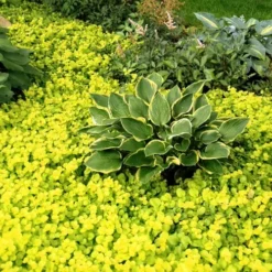 Golden Creeping Jenny - Lysimachia Nummularia Aurea - 10 Pack Of Pint Pots 8 Golden Creeping Jenny - Lysimachia Nummularia Aurea - 10 Pack Of Pint Pots -Green Garden Outdoor Shop Creeping Jenny 21 1