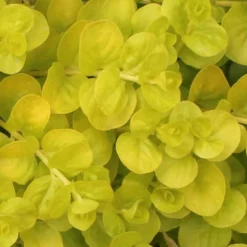 Golden Creeping Jenny - Lysimachia Nummularia Aurea - 18 Pack Of Pint Pots