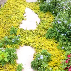 Golden Creeping Jenny - Lysimachia Nummularia Aurea - 10 Pack Of Pint Pots 9 Golden Creeping Jenny - Lysimachia Nummularia Aurea - 10 Pack Of Pint Pots -Green Garden Outdoor Shop Creeping Jenny 25 1