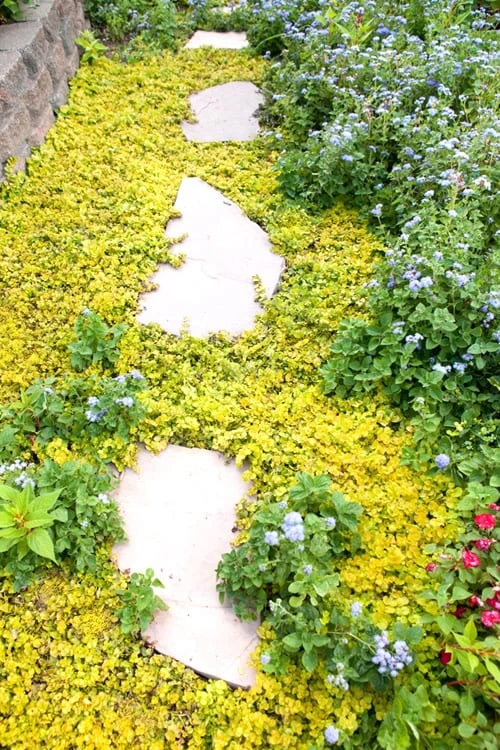 Golden Creeping Jenny - Lysimachia Nummularia Aurea - 10 Pack Of Pint Pots 4 Golden Creeping Jenny - Lysimachia Nummularia Aurea - 10 Pack Of Pint Pots - Image 4