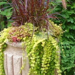 Golden Creeping Jenny - Lysimachia Nummularia Aurea - 18 Pack Of Pint Pots 10 Golden Creeping Jenny - Lysimachia Nummularia Aurea - 18 Pack Of Pint Pots -Green Garden Outdoor Shop Creeping Jenny 26