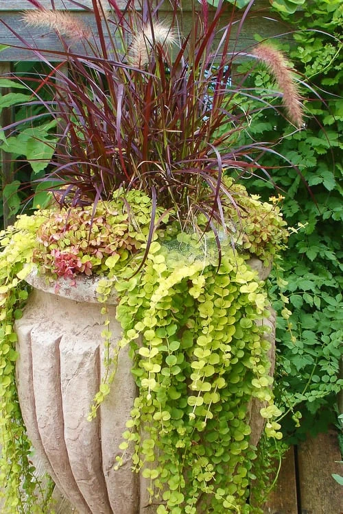 Golden Creeping Jenny - Lysimachia Nummularia Aurea - 18 Pack Of Pint Pots 5 Golden Creeping Jenny - Lysimachia Nummularia Aurea - 18 Pack Of Pint Pots - Image 5