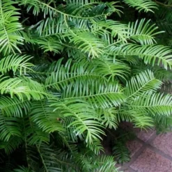 Creeping Japanese Plum Yew (Cephalotaxus Harringtonia 'Prostrata') - 6 Pack Of 2.5 Quart Pots -Green Garden Outdoor Shop Creeping Yew 101 1