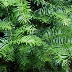 Creeping Japanese Plum Yew (Cephalotaxus Harringtonia 'Prostrata') - 6 Pack Of 2.5 Quart Pots -Green Garden Outdoor Shop Creeping japanese Plum Yew 1 1