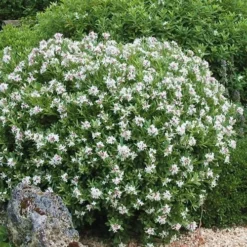 Eternal Fragrance Pink Summer Daphne - Daphne X Transatlantica 'BLAFRA' - 3 Gallon Pot -Green Garden Outdoor Shop Daphne Eternal Fragrance 5