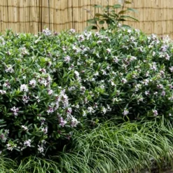 Eternal Fragrance Pink Summer Daphne - Daphne X Transatlantica 'BLAFRA' - 3 Gallon Pot -Green Garden Outdoor Shop Daphne Eternal Fragrance 6