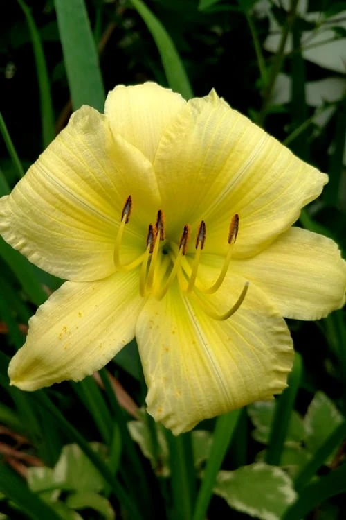 Big Time Happy Daylily - 1 Gallon Pot 1 Big Time Happy Daylily - 1 Gallon Pot