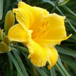Evergreen Stella Daylily - 1 Gallon Pot -Green Garden Outdoor Shop Daylily Evergreen Stella 1