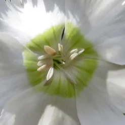 Charles Musgrave White Dianthus - 1 Gallon Pot